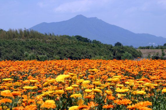 キンセンカと筑波山