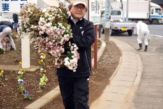 役目を終えた菊を抜き取る作業をしましたが、捨ててしまうのが、まだ、もったいないように思いました。