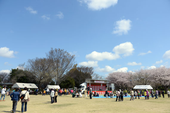 すばらしい花見日和でした。